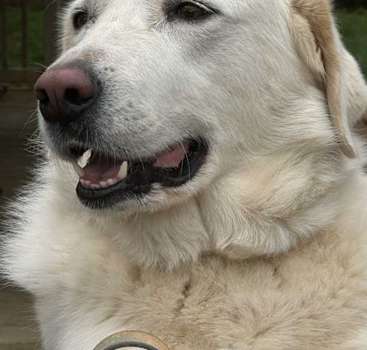 Photo of Neska