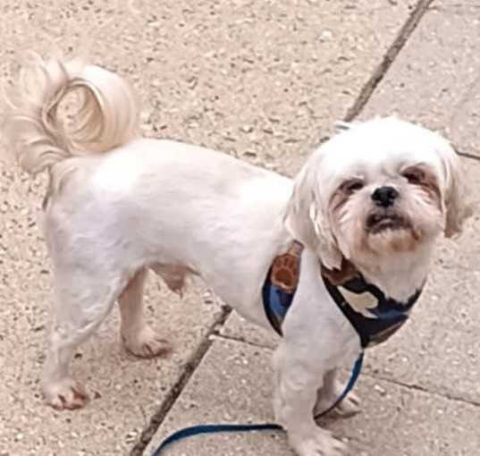 Photo of Buddy