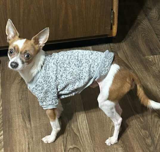 Photo of Ollie