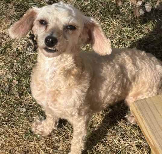 Photo of Daisy. ADOPTED