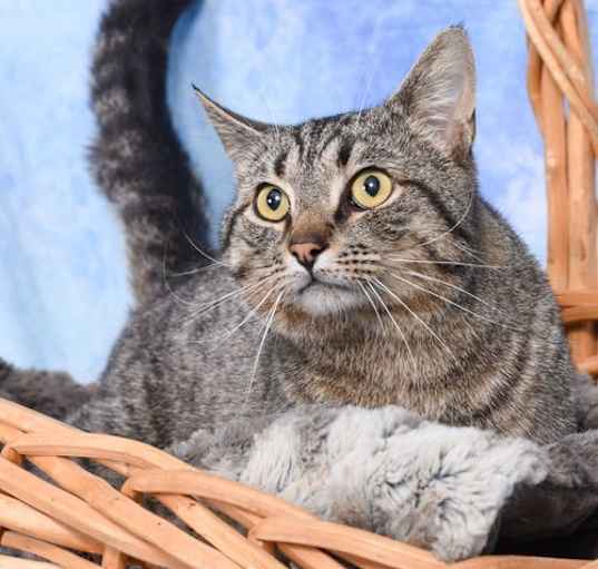Photo of Remington