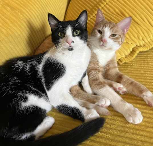 Photo of Bubba Shrimp & Missy Moo