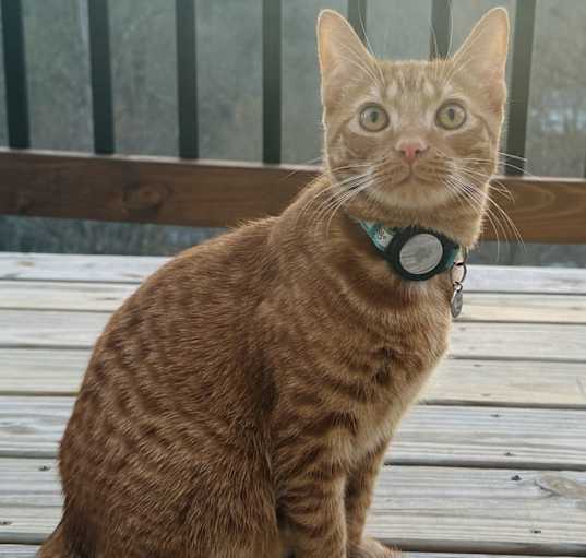 Photo of Joey