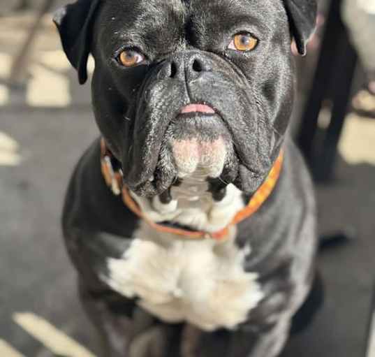 Photo of Tyson