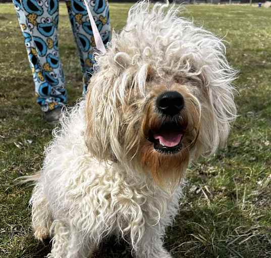 Photo of Pogo