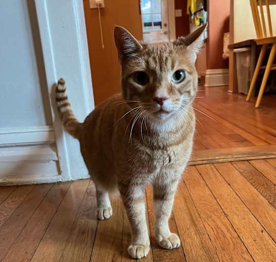 Photo of Allspice