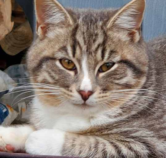 Photo of Grayson -bonded to Raja @PAWZ pet cafe