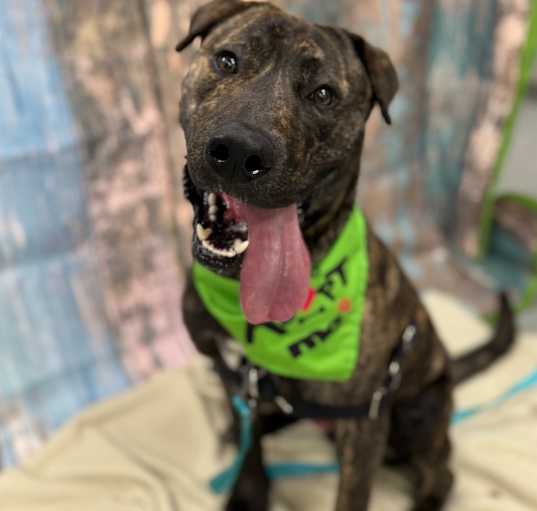 Photo of Scout