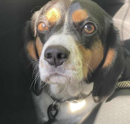Photo of Buster
