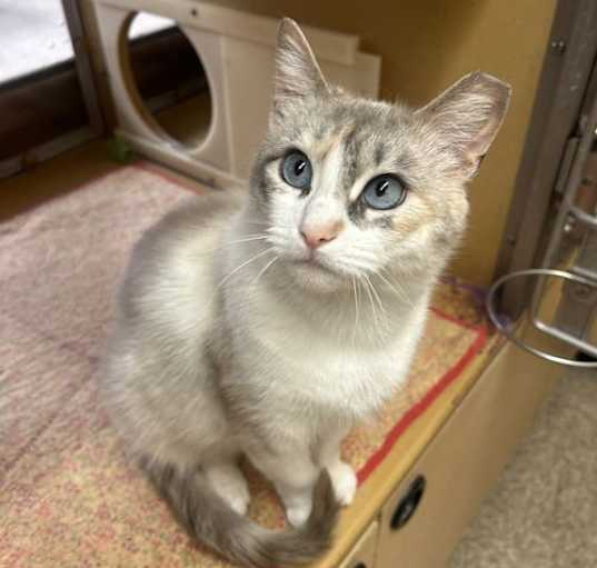 Photo of Sapphire