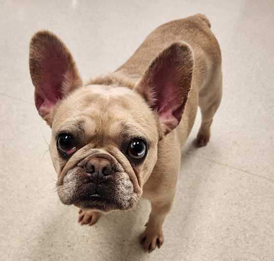 Photo of Frankie