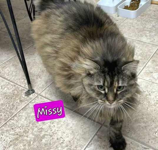 Photo of Missy