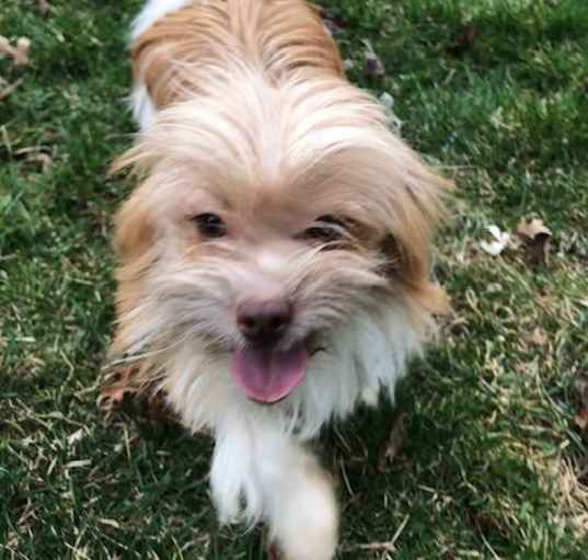 Photo of ADOPTION PENDING Ranger