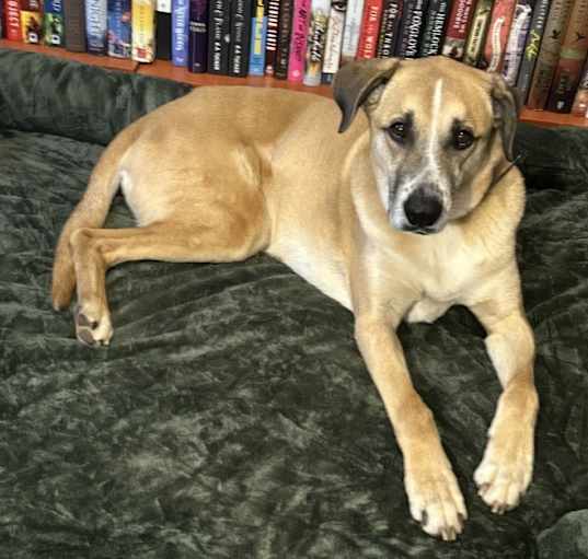 Photo of Koda