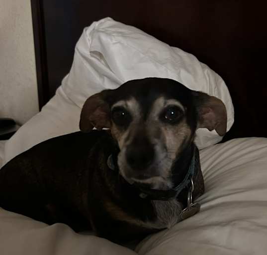 Photo of Ruby