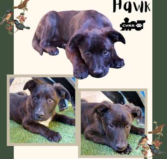 Photo of Hawk (Puppy)