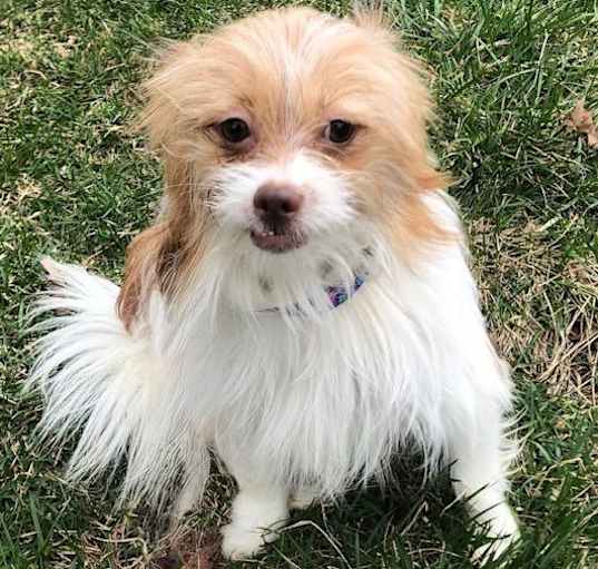 Photo of ADOPTION PENDING Rayne