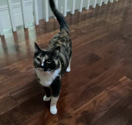 Photo of Quinn