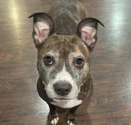 Photo of Xena