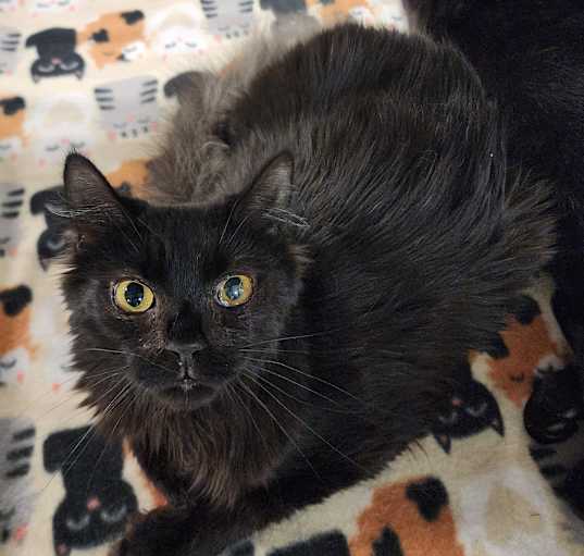 Photo of Willow