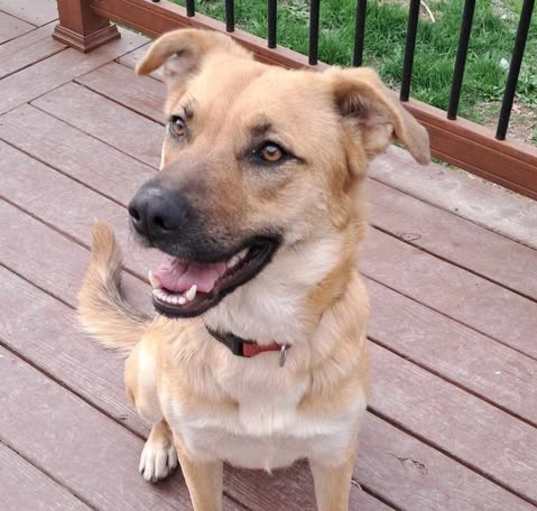 Photo of Penny
