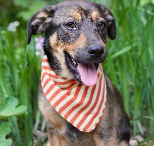 Photo of Annie