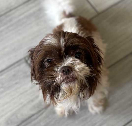 Photo of Brownie