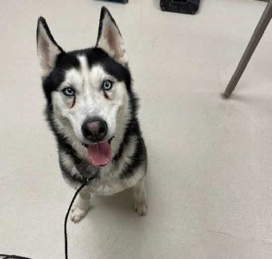 Photo of Woofgang Amadeus