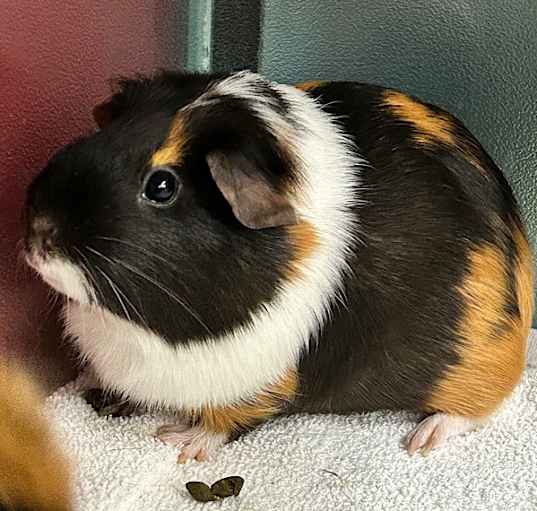 Photo of Chip -- Bonded Buddies With Oreo