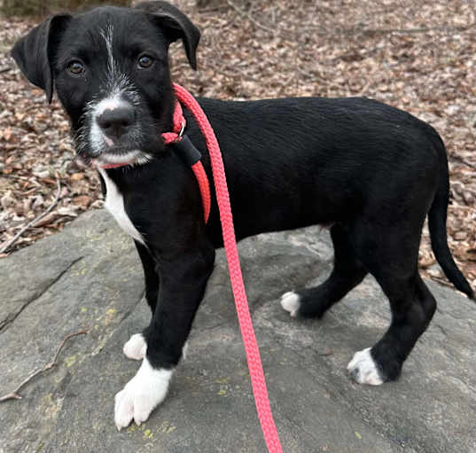 Photo of Coco