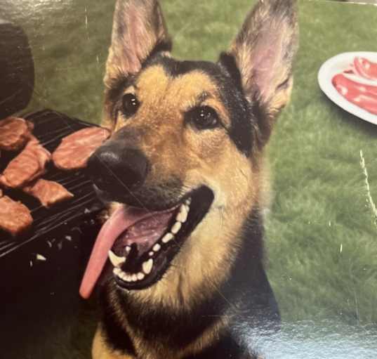 Photo of Honey