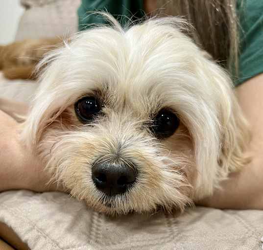 Photo of Frankie