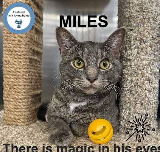 Photo of Miles