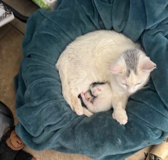 Photo of Sweetie