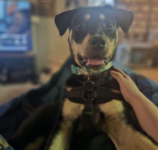 Photo of Sadie