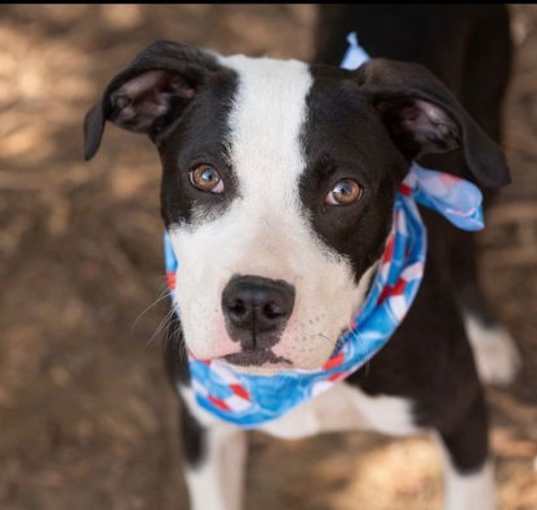 Photo of PONGO