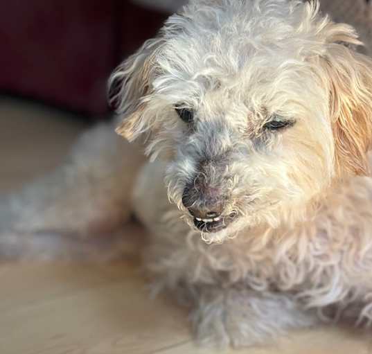 Photo of Ollie