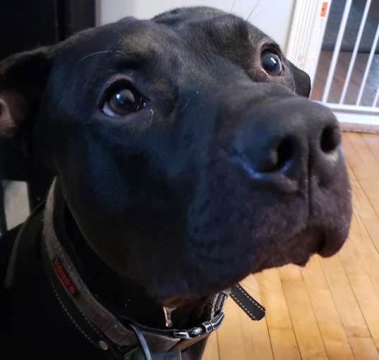 Photo of Blue