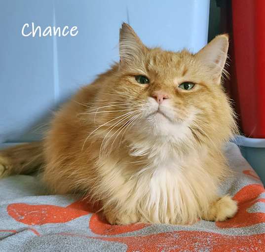Photo of Chance