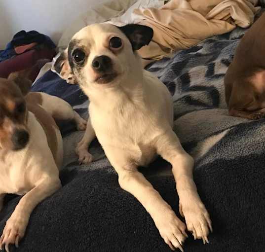 Photo of JAKE, ROSIE, COCO