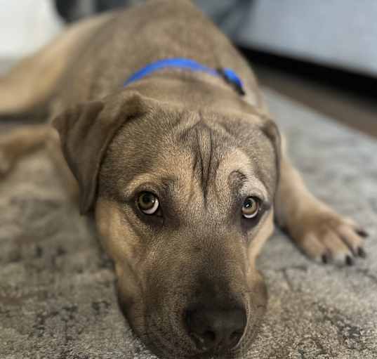 Photo of KODA BEAR