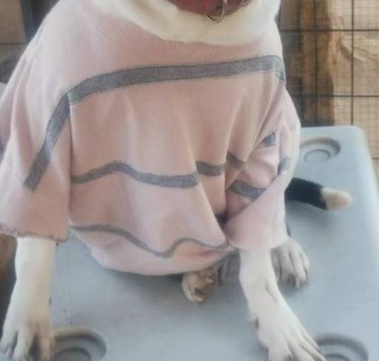 Photo of PRINCESS