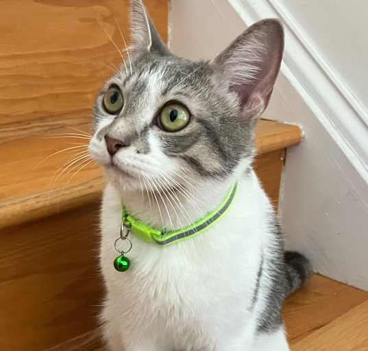 Photo of Calypso