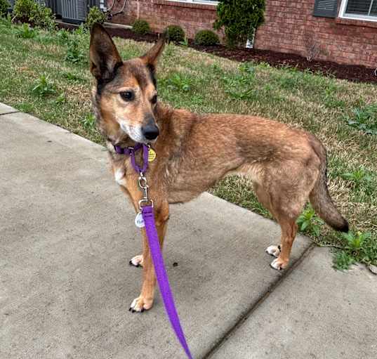 Photo of Foxy