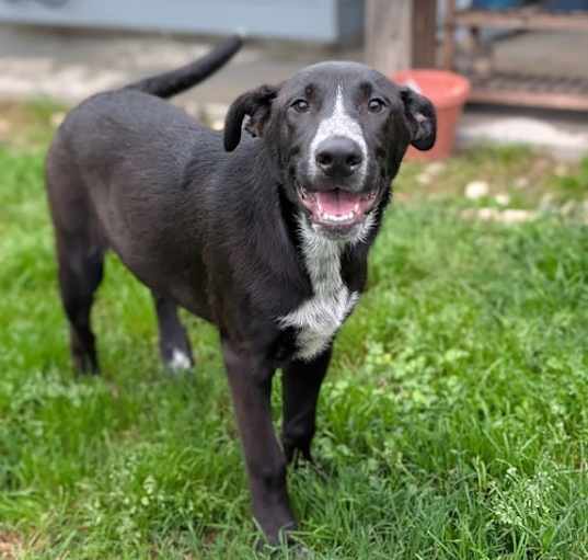 Photo of Live Wire - Loving Pup!