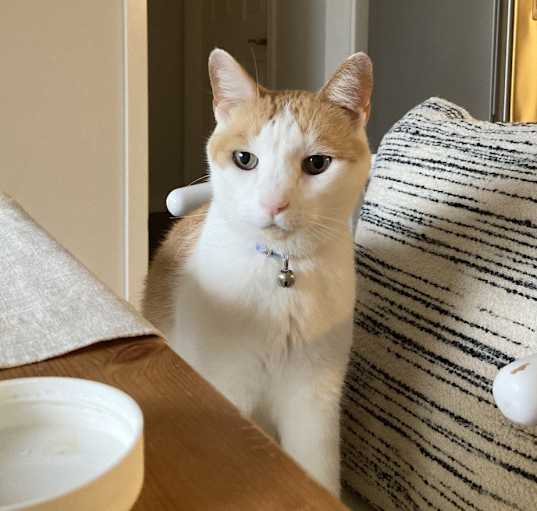 Photo of Toby