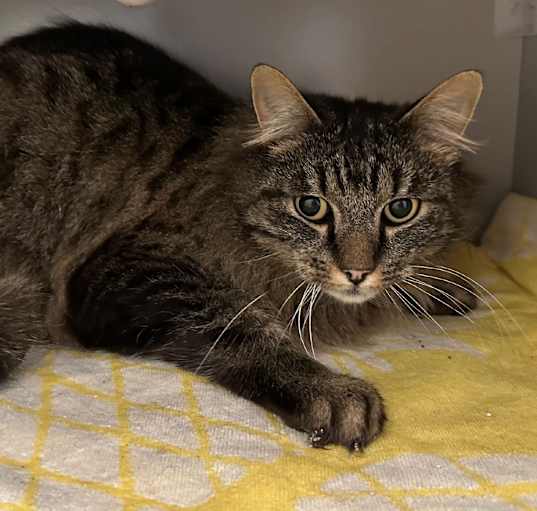 Photo of Merlin