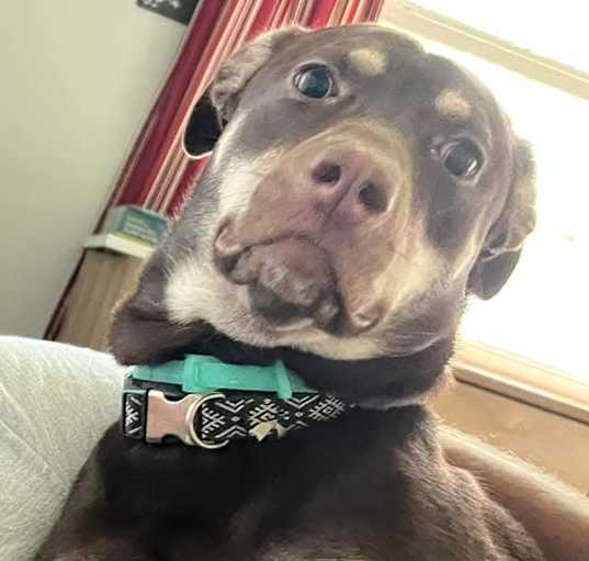 Photo of Bella