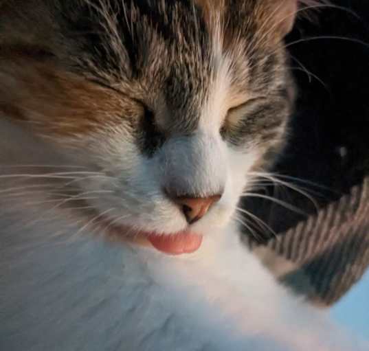 Photo of Kiwi