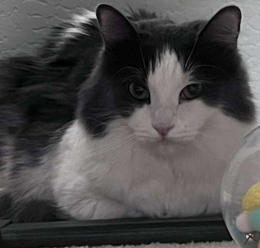 Photo of Spunky